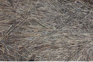 Photo Texture of Grass Dead 0006